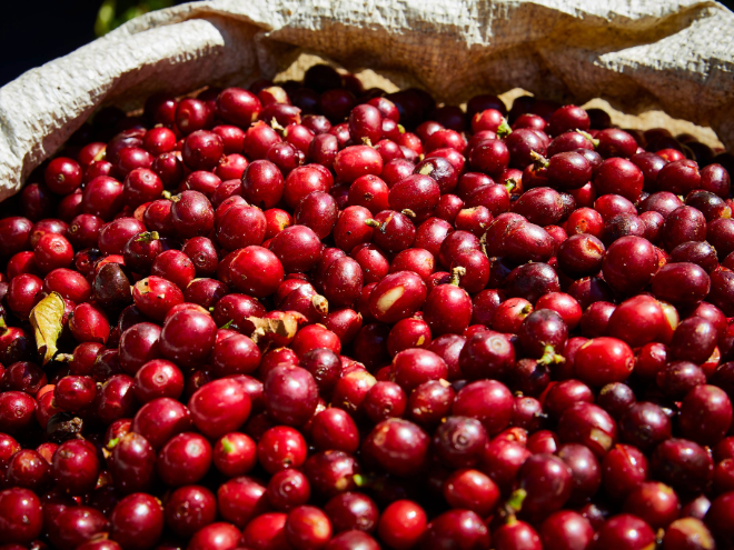 Verse koffiebessen voor Blanche Dael single origin